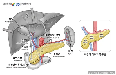 췌장의 위치와 구조