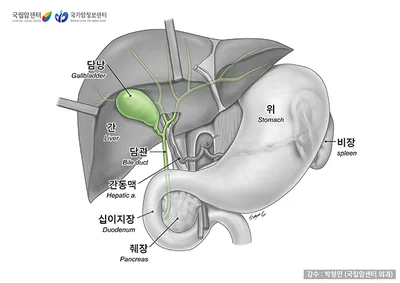 담낭·담도와 주변 구조